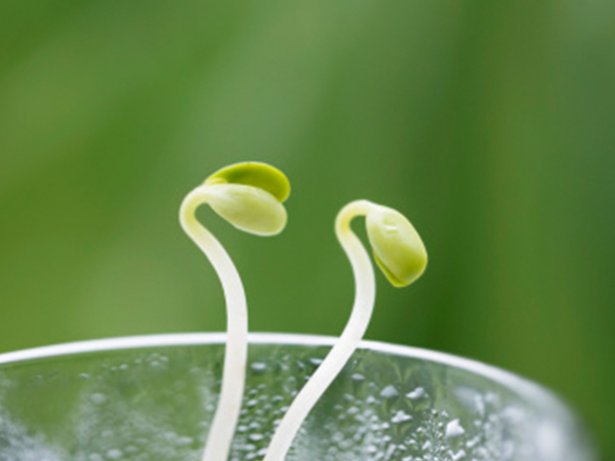 細述豆芽發(fā)芽的三個基本條件